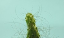 c-lab:intro and the cactus