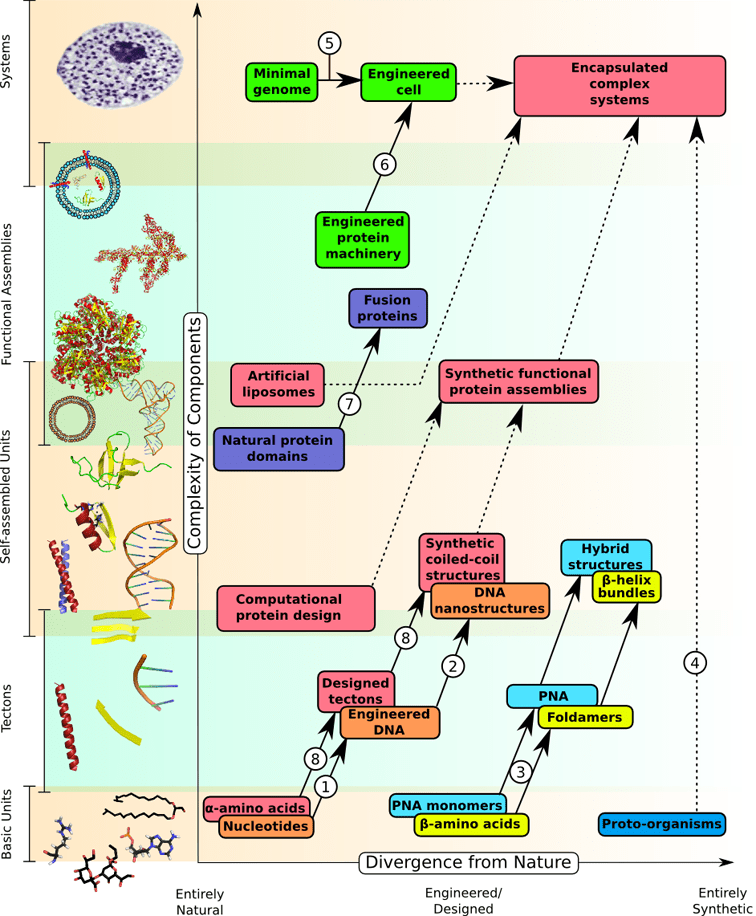 Synthetic Biology