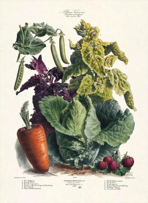 Aesthetic Vegetables