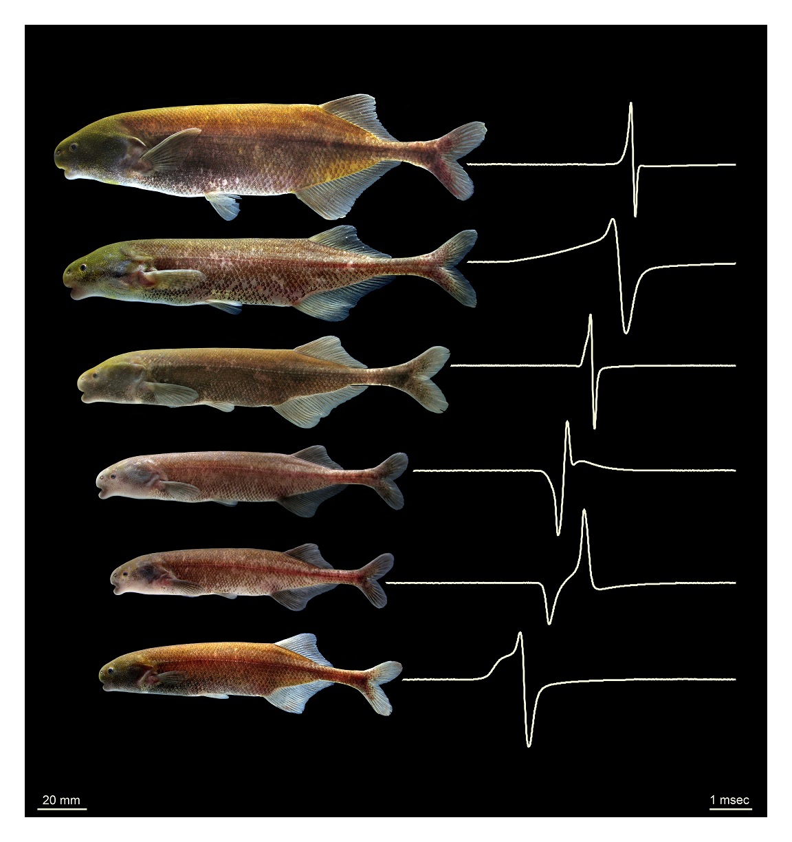 Ugly Art Makes You Run: Neuroscience of Beauty and Art Response